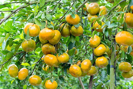 ​USDA-NIFA Tackles Harmful Citrus Disease with $45M in Research Grants