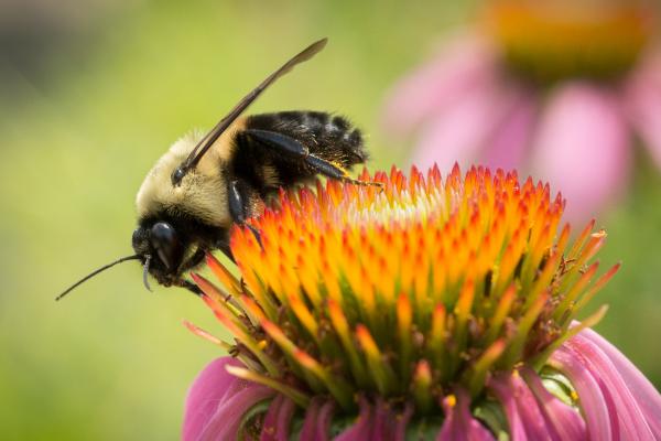Echinacea and bee USDA Photo by Lance Cheung.