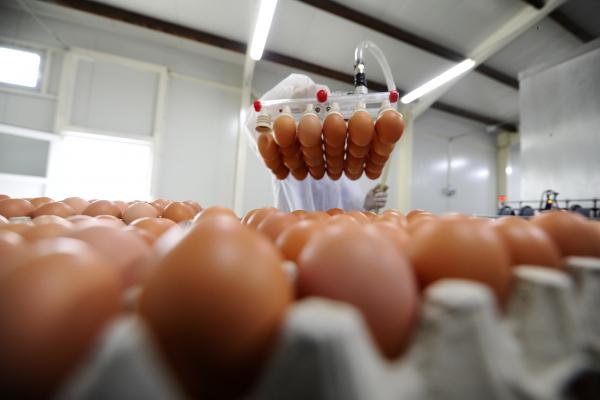 Photo of eggs being moved through use of technology by AgerPress Foto, courtesy Getty Images.