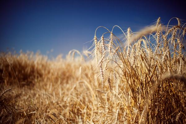 Photo of wheat in a field by www.Lisov.ru, courtesy Getty Images.