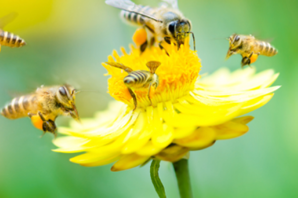 Pollinators at a Crossroads