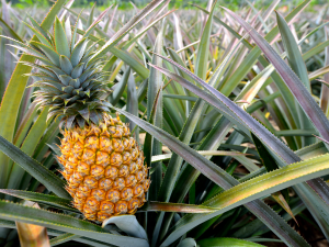 Northern Marianas College Study Pineapple Cultivation. NIFA Impacts. Pineapple in a field courtesy of Getty Images.