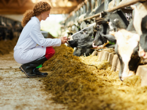 Purdue University Team to Develop Rapid Sensor Technology for Cattle Disease. NIFA Impacts. Photo of cows in barn being tested by woman in lab coat; courtesy of Getty Images. Links to NIFA Impacts article.