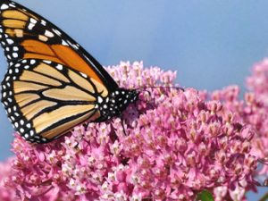 Monarch Research Takes Flight in a Social Distancing World. NIFA Impact. Photo of a monarch butterfly on swamp milkweed wildflower; courtesy of Getty Images.  Links to NIFA Impact