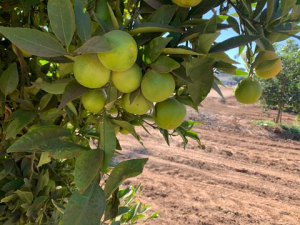 New hybrid citrus fruit bred for disease resistance and flavor. Image courtesy of Chandrika Ramadugu/UCR