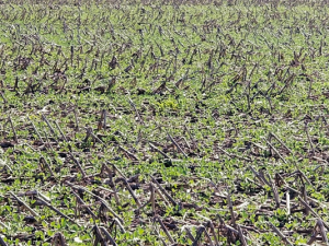 Image of agricultural field after harvest-not tilled, courtesy of University of Illinois