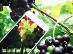 Taking a photo of grapes in vineyard. Image courtesy of Getty Images.