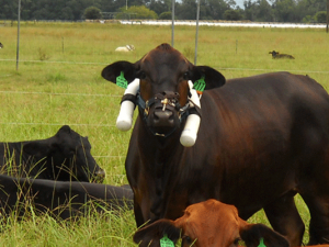 Cow wearing apparatus to measure methane. Photo courtesy of Nicolas DiLorenzo