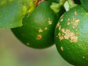 Researchers Make Breakthrough in Fighting Agricultural Plant Diseases.  Image of citrus canker on a lime tree; courtsey of Getty Images.