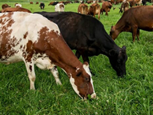 Grassland 2.0 Seeks to Transform Upper Midwest Agriculture Through Perennial Grasslands.  Image of dairy cows in grasslands; photo courtesy of Finn Ryan.