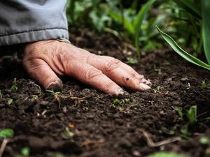 Farmer with hand on soil. Courtesy of Getty Images