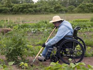 Farmer using wheelchair weeds crops in a field. Photo by Getty Images.