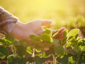 Photo of hands gently surrounding a seedling in a field. Photo by Igor Stevanovic, courtesy Getty Images.