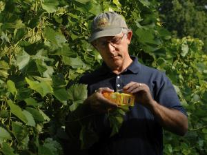Photo of Bruce Reisch and grapevines, courtesy of Cornell University.