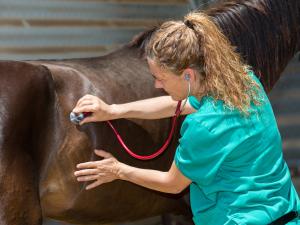 Vet Examining a Colt on a Ranch. Image courtesy of Getty Images.