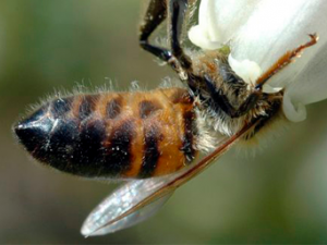 Specialty Crop Farmers Can Increase Yields Through Improved Pollination. NIFA Impacts. A honeybee visits a blueberry blossom, photo courtesy of Michigan State University. 