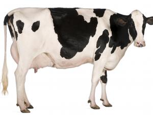 Training pipeline quenches industry’s thirst for college grads. Photo of a single dairy cow; courtesy of Shutterstock.