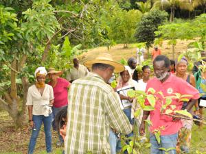 Boosting Farm Profits and the Ag Industry in the U.S. Virgin Islands. Photo of a group of farmers in the Virgin Islands.