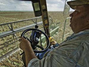 A farmer uses modern technology to navigate a harvester through his wheat sorghum crop.